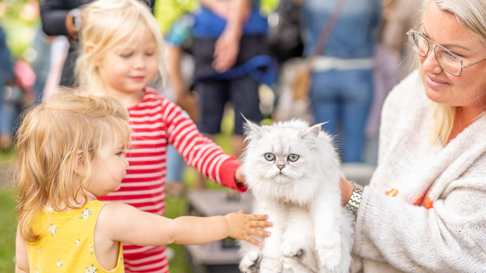 Barn klappar en fin vit katt med lång päls.