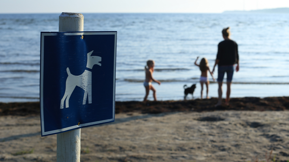 Såhär ser stolparna ut som markerar inom vilken del av stranden i Tredenborg och Hällevik det är hundbadplats. Foto: Lotta Johansson.