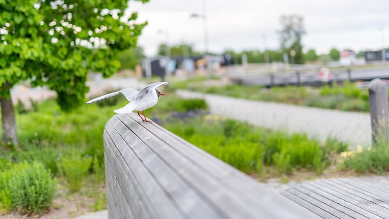 En fågel med utfällda vingar sitter på ryggstödet på en träbänk