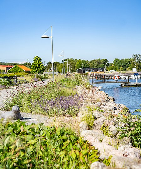 Promenadstråk med havet och båtar till höger sida och till vänster parkbänkar och planteringar i lila toner.